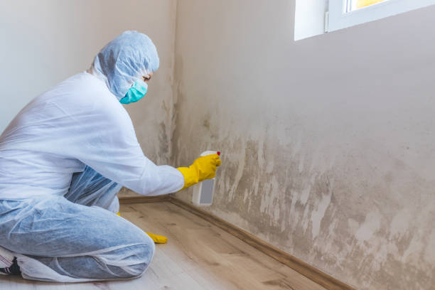 Licensed Black Mold Removal service in Chestertown, MD - WQB Mold Removal